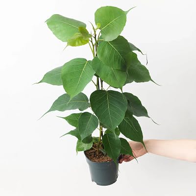 frische neue 50 Stück Ficus religiosa Pflanzensamen von etechondra
