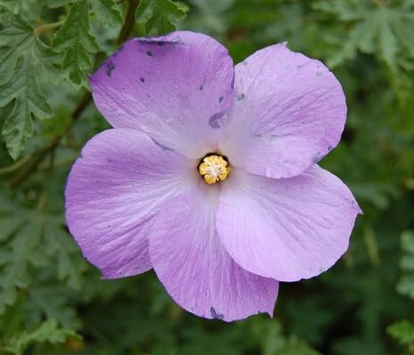 frische neue Hibiskusblütensamen 100 Stück lila von etechondra