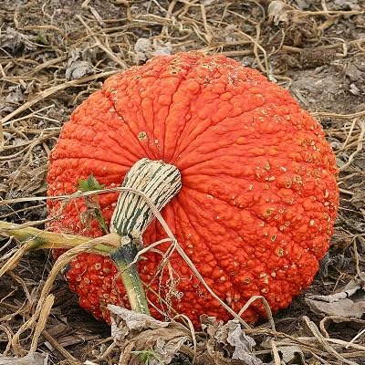 frische neue Kürbis-Gemüsesamen 100 Stück orange von etechondra