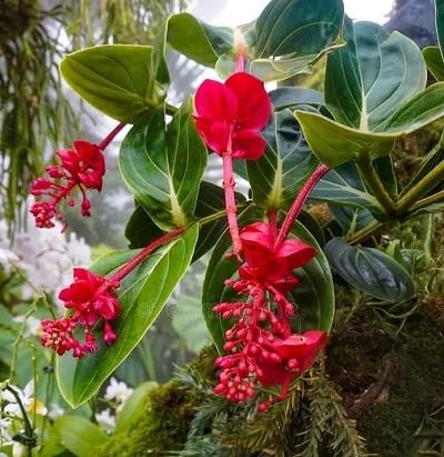frische neue Medinilla Magnifica Blumensamen 100 Stück rot von etechondra