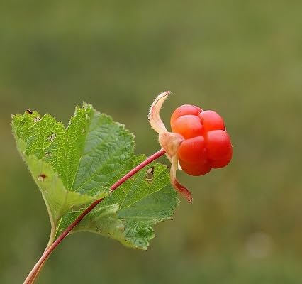 frische neue Moltebeeren-Fruchtsamen 100 Stück rot frische neue Moltebeeren-Fruchtsamen 100 Stück rot von etechondra