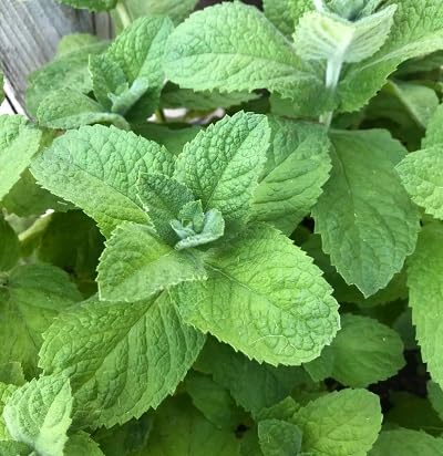 neue 50 Stück Minzpflanzensamen neue 50 Stück Minzpflanzensamen von etechondra