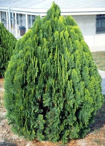 neue 50 Stück Platycladus orientalis Pflanzensamen von etechondra