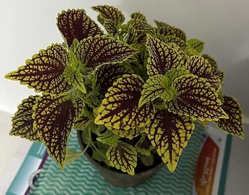 neue 50 Stück gelbe Coleus-Pflanzensamen für Gärten neue 50 Stück gelbe Coleus-Pflanzensamen für Gärten von etechondra