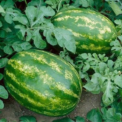 seltene 100 Stück grüne Wassermelonenfruchtsamen seltene 100 Stück grüne Wassermelonenfruchtsamen von etechondra