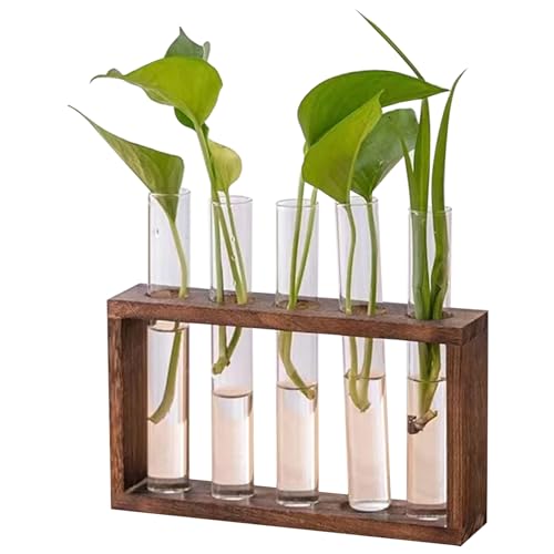 Terrarien Pflanzenverbreitungsstation 5 Glaspflanzer mit Holzstillestellen für Pflanzen Desktop/Wandhänge -Pflanzen -Terrarium zur Vermehrung von Hydroponikpflanzen 1 von eurNhrN