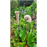 2 Gartenstecker von ewartha
