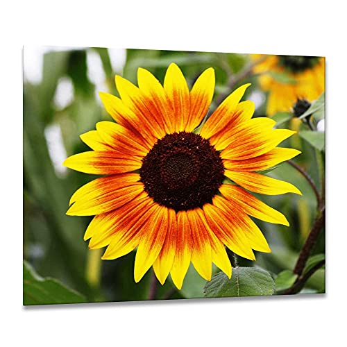 ewaschbaer Herdabdeckplatten Ceranfeldabdeckung Spritzschutz Glas 60x52 Sonnenblumen Gelb Blumen von ewaschbaer