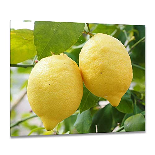 ewaschbaer Herdabdeckplatten Ceranfeldabdeckung Spritzschutz Glas 60x52 Zitrone Gelb Natur ewaschbaer Herdabdeckplatten Ceranfeldabdeckung Spritzschutz Glas 60x52 Zitrone Gelb Natur von ewaschbaer