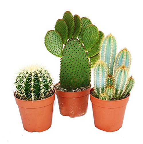 Exotenherz - 3 verschiedene größere Kakteen im Set, 12cm Topf, ca. 15-28cm hoch Exotenherz - 3 verschiedene größere Kakteen im Set, 12cm Topf, ca. 15-28cm hoch von exotenherz