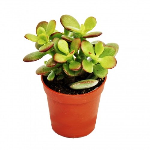 Exotenherz - Crassula portulacea minor - Pfennigbaum - im 8,5cm Topf von exotenherz