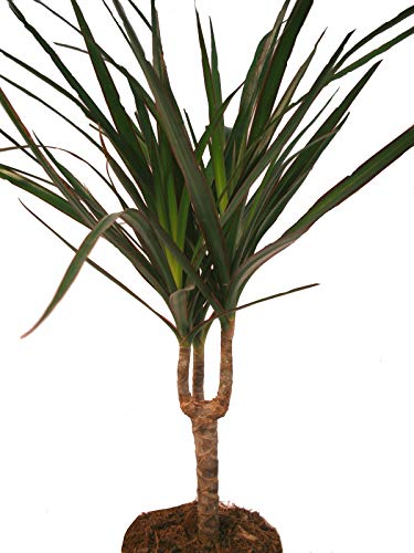 Exotenherz - Drachenbaum - Dracaena marginata - 1 Pflanze - pflegeleichte Zimmerpflanze - Palme Exotenherz - Drachenbaum - Dracaena marginata - 1 Pflanze - pflegeleichte Zimmerpflanze - Palme von exotenherz