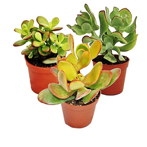 Exotenherz - Geldbaum-Set, 3 verschiedene Crassula-Arten im 5,5cm Topf von exotenherz