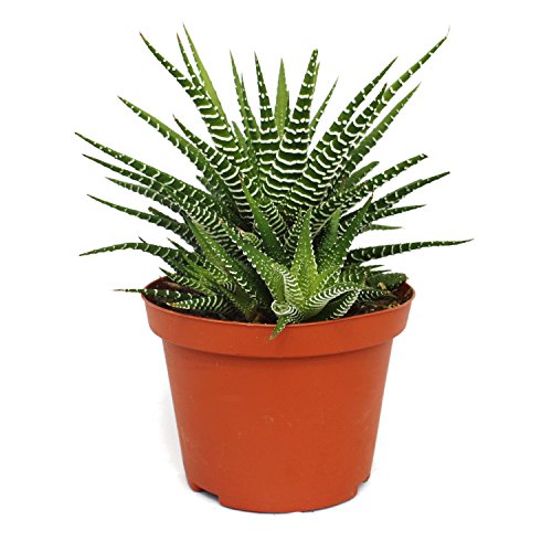 Exotenherz - Haworthia fasciata "Big Band" - Pflanze im 10,5cm Topf von exotenherz