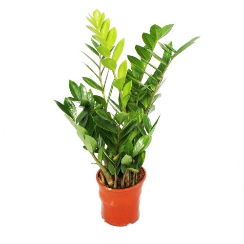 Exotenherz - Zamioculcas zamiifolia - Zamio Palme - Zamio Farn 14cm Topf Exotenherz - Zamioculcas zamiifolia - Zamio Palme - Zamio Farn 14cm Topf von exotenherz
