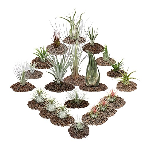 exotenherz - Tillandsien, dekorative Pflanzen - 20er Set inklusive 3 XXL Tillandsia von exotenherz