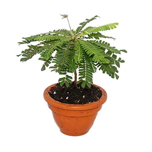 Exotenherz - 2er Set Biophytum sensitivum - Südseepalme - 9cm Tontopf Exotenherz - 2er Set Biophytum sensitivum - Südseepalme - 9cm Tontopf von exotenherz