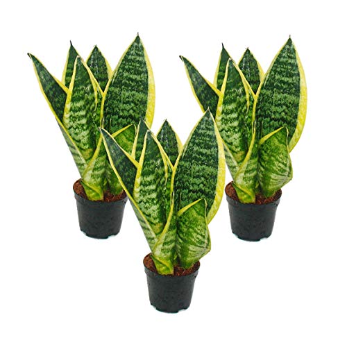 Exotenherz - 3er Set Sanseveria laurentii trafasciata - grüngelber Bogenhanf - 9cm Topf, ca. 20-25cm Gesamthöhe von exotenherz