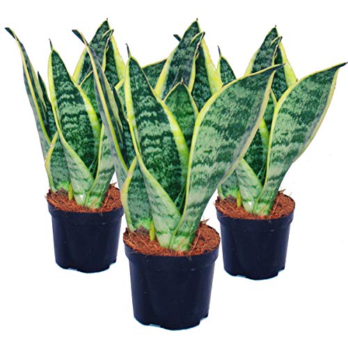 Exotenherz - 3er Set Sansevieria trifasciata - gelb-grüner Bogenhanf - 9cm Topf Exotenherz - 3er Set Sansevieria trifasciata - gelb-grüner Bogenhanf - 9cm Topf von exotenherz