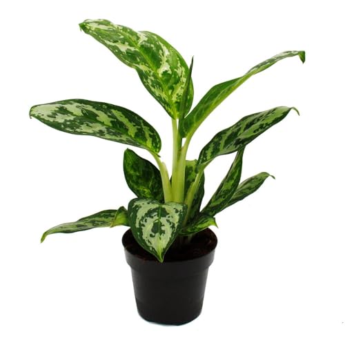 Aglaonema Amazon Silver - Buntblättriger Kolbenfaden - Ausgefallene Sorten - 12cm - ca. 25-30cm hoch von exotenherz