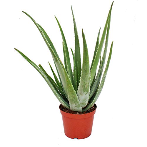 Exotenherz - Aloe Vera - ca. 7-8 Jahre alt - 21cm Topf, riesige und sehr alte Pflanze von exotenherz
