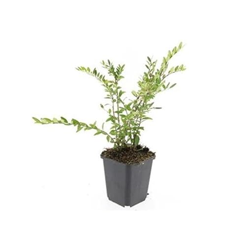 Bodendecker - Böschungsmyrthe - Heckenkirsche - Lonicera pileata - 9cm Topf - Set mit 60 Pflanzen Bodendecker - Böschungsmyrthe - Heckenkirsche - Lonicera pileata - 9cm Topf - Set mit 60 Pflanzen von exotenherz