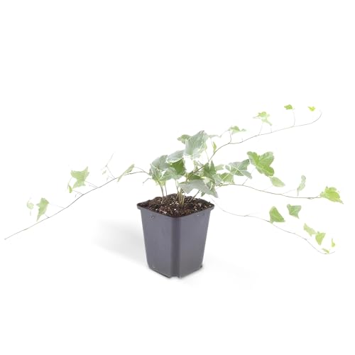 Bodendecker - Efeu - Hedera helix 'Glacier' - 9cm Topf - Set mit 60 Pflanzen Bodendecker - Efeu - Hedera helix 'Glacier' - 9cm Topf - Set mit 60 Pflanzen von exotenherz