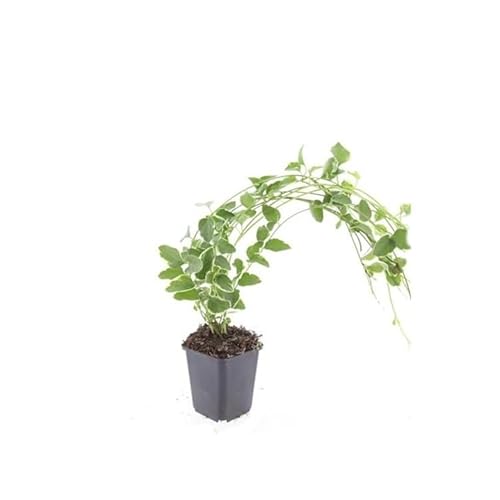 Bodendecker - Großblättriges Weissbuntes Immergrün - Vinca major 'Variegata' - 9cm Topf - Set mit 40 Pflanzen Bodendecker - Großblättriges Weissbuntes Immergrün - Vinca major 'Variegata' - 9cm Topf - Set mit 40 Pflanzen von exotenherz