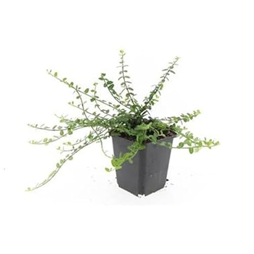 Bodendecker - Kriechspindel - Euonymus fortunei 'Minimus' - 9cm Topf - Set mit 12 Pflanzen Bodendecker - Kriechspindel - Euonymus fortunei 'Minimus' - 9cm Topf - Set mit 12 Pflanzen von exotenherz