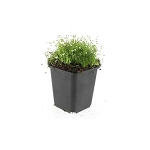 Bodendecker - Steingarten - Sternmoos - Sagina subulata - 9cm Topf - Set mit 40 Pflanzen von exotenherz