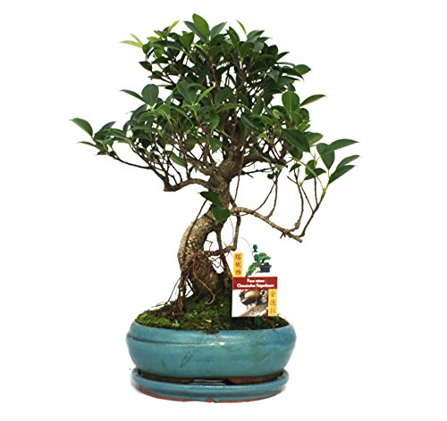 Exotenherz - Bonsai Chinesischer Feigenbaum - Ficus retusa - ca. 8 Jahre von exotenherz