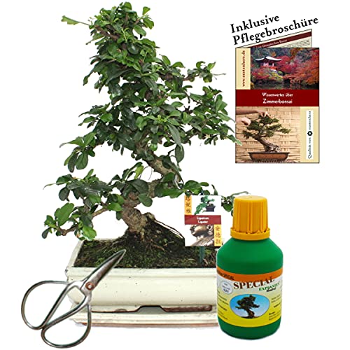 Bonsai - Fukientee - Carmona microphylla - ca. 10 Jahre - 25cm Schale - Geschenk-Set mit Schere und Dünger von exotenherz