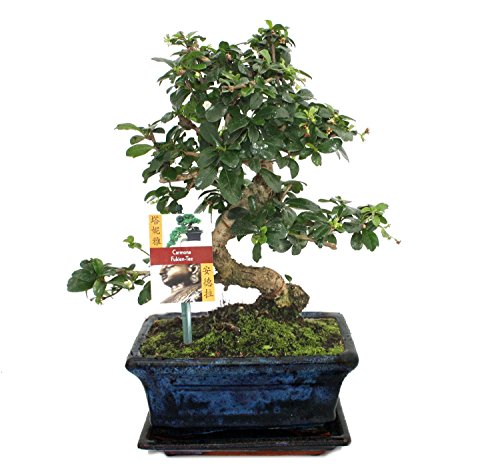 Exotenherz - Bonsai Fukientee - Carmona microphylla - ca. 8 Jahre von exotenherz