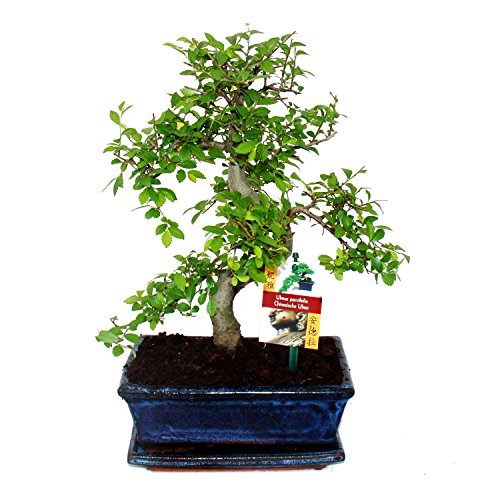 Bonsai chinesische Ulme - Ein Bonsai für kühle Zimmer 2 Bäume von exotenherz