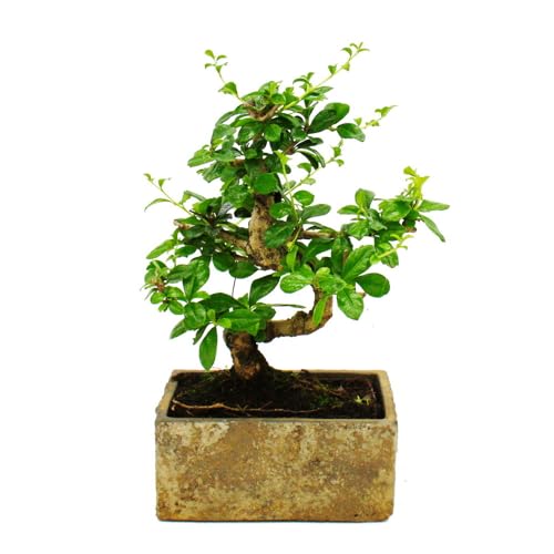 Bonsai fürs Zimmer - in moderner Trendkeramik - Zimmerbonsai Carmona - 6 Jahre alt - Steinoptik von exotenherz