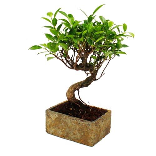 Bonsai fürs Zimmer - in moderner Trendkeramik - Zimmerbonsai Ficus - 6 Jahre alt - Steinoptik von exotenherz