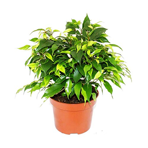 Exotenherz - Buschige Birkenfeige - Ficus benjamini "Kinky Green" - 12cm Topf von exotenherz