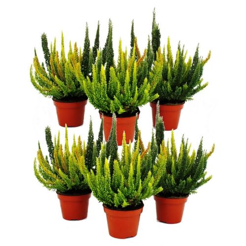Calluna Green Nature - Grüne Besenheide - Heidekraut - winterhart - 11cm Topf - Set mit 6 Pflanzen - versch. Grüntöne pro Topf von exotenherz
