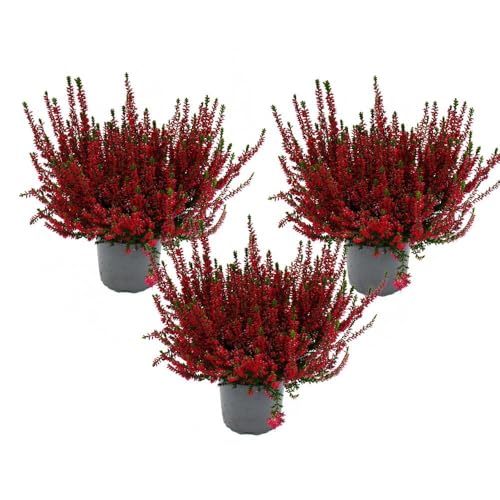 Calluna vulgaris - Set mit 3 Pflanzen - Besenheide - Heidepflanze - winterhart - 11cm Topf - rot Calluna vulgaris - Set mit 3 Pflanzen - Besenheide - Heidepflanze - winterhart - 11cm Topf - rot von exotenherz