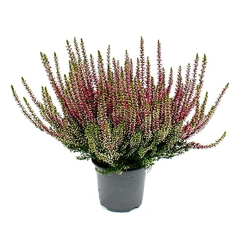 Calluna vulgaris - Set mit 6 Pflanzen - Besenheide - Heidepflanze - winterhart - 11cm Topf - rosa Calluna vulgaris - Set mit 6 Pflanzen - Besenheide - Heidepflanze - winterhart - 11cm Topf - rosa von exotenherz