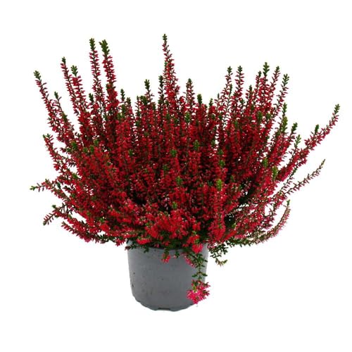 Calluna vulgaris - Set mit 6 Pflanzen - Besenheide - Heidepflanze - winterhart - 11cm Topf - rot von exotenherz