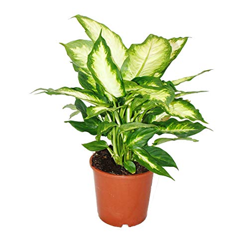 Exotenherz - Dieffenbachia - Zimmerpflanzen - Topfpflanze für Anfänger 17cm Topf von exotenherz