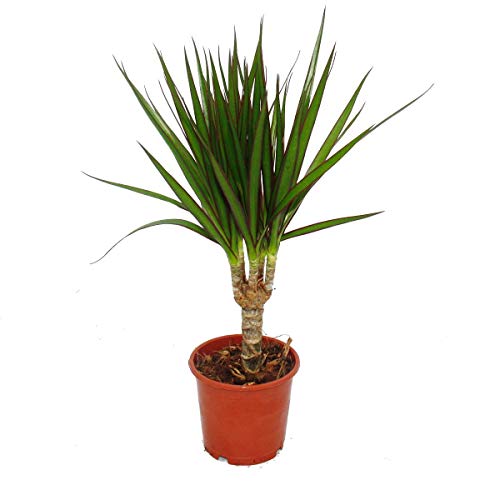 Exotenherz - Drachenbaum - Dracaena marginata - 3 Pflanze - pflegeleichte Zimmerpflanze - Palme von exotenherz