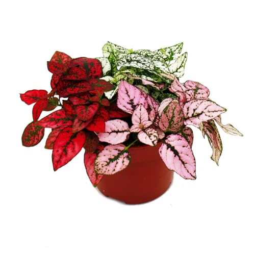Dreifarbige Punktblume- Hypoestes phyllostachya - 12cm Topf - mit drei verschiedenen Farben Dreifarbige Punktblume- Hypoestes phyllostachya - 12cm Topf - mit drei verschiedenen Farben von exotenherz