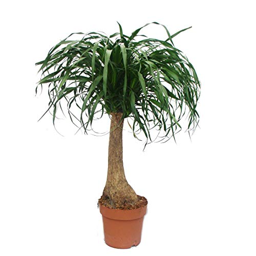 Exotenherz - Elefantenfuss - unverzweigt - Zimmerpflanze - ca. 80cm Exotenherz - Elefantenfuss - unverzweigt - Zimmerpflanze - ca. 80cm von exotenherz