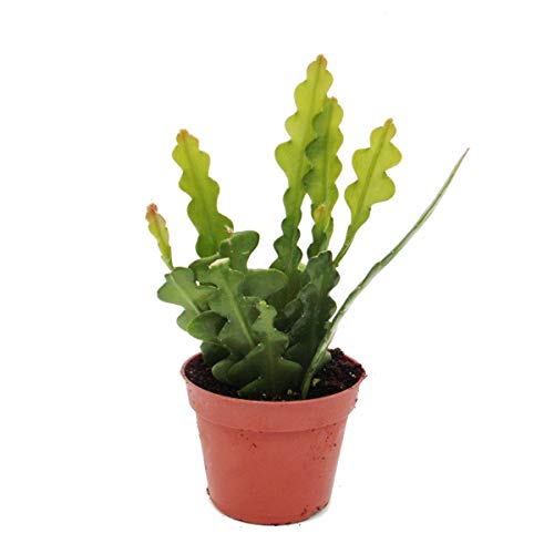 Exotenherz - Epiphyllum anguliger - Krokodilschwanz-Kaktus, 9cm von exotenherz