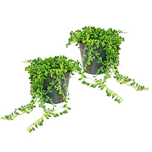 Exotenherz - 2er Set Senecio herreanus Erbse am Band 12cm Topf von exotenherz