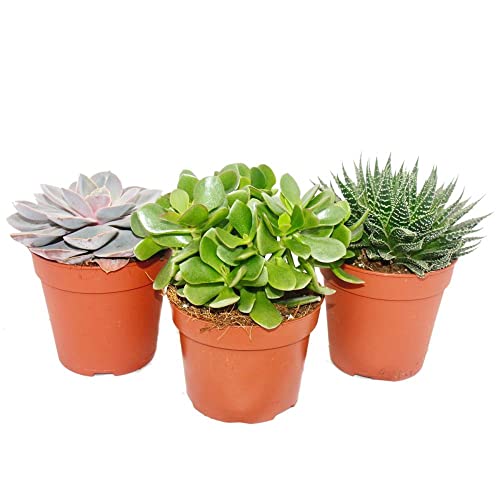 Exotenherz - 3er Set Sukkulenten - 3 verschiedene Pflanzen im 12cm Topf Exotenherz - 3er Set Sukkulenten - 3 verschiedene Pflanzen im 12cm Topf von exotenherz