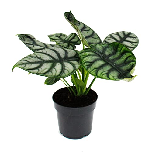 Exotenherz - Alocasia baginda Silver Dragon - Tropenwurz - Alokasie - Silbernes Drachenschuppen-Pfeilblatt - 12cm Topf von exotenherz