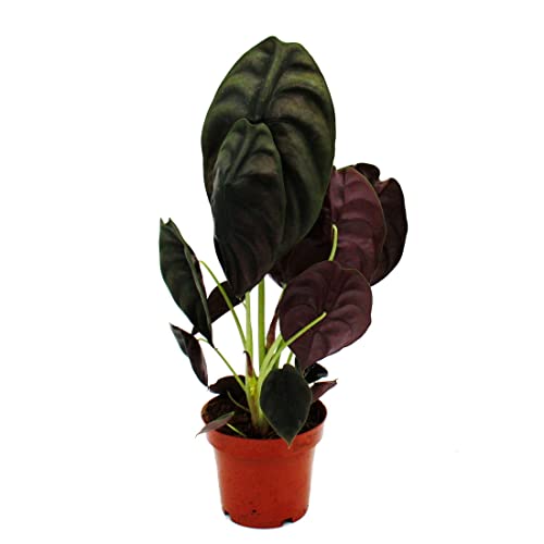 Exotenherz - Alocasia cuprea "Red Secret" - Tropenwurz - Alokasie - Metallisches Pfeilblatt - Rotes Geheimnis - 12cm Topf von exotenherz